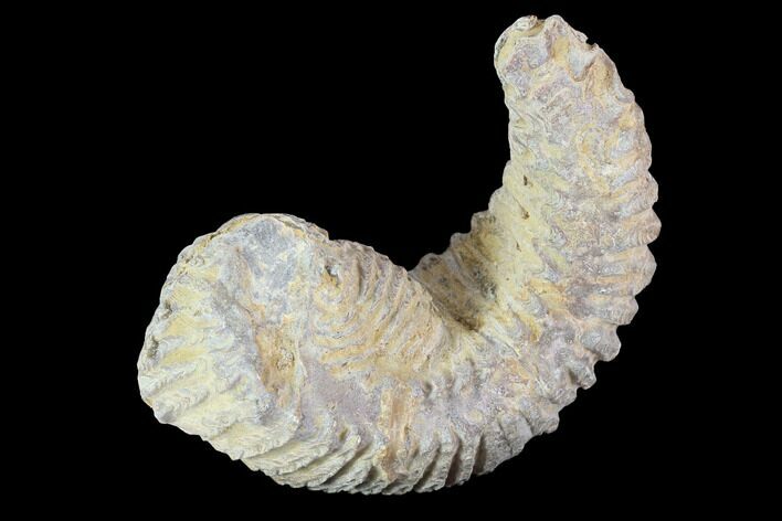 Cretaceous Fossil Oyster (Rastellum) - Madagascar #100323